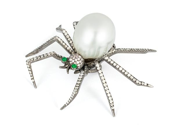 South Sea Spider